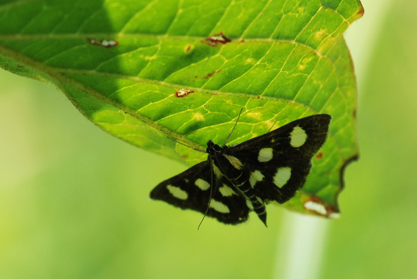 Da identificare - Anania funebris, Crambidae Pyraustinae